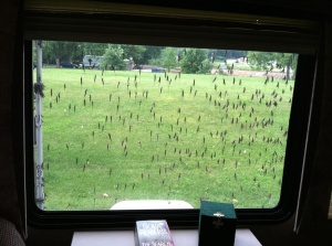 Invasion of the fish flies!